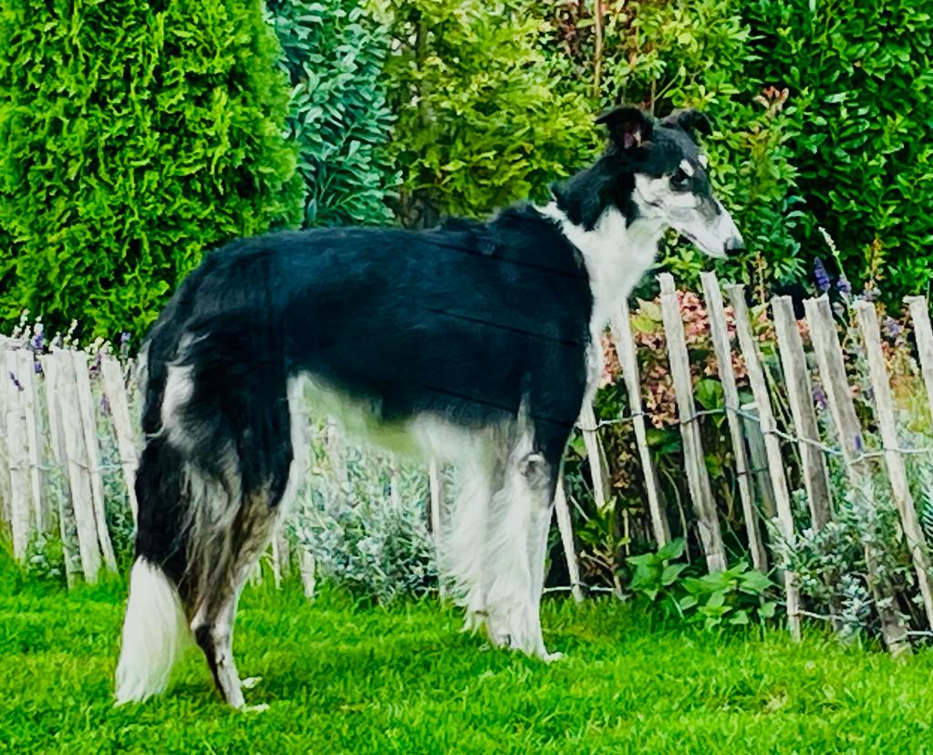 Barsoi-Hündin: Lucy Lu